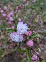 Prunus glandulosa