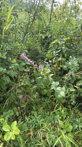anise hyssop