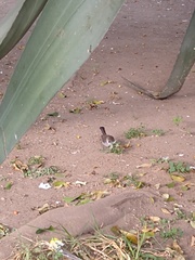 Thryomanes bewickii