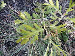 Jatropha schlechteri