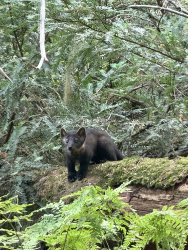 American Marten observed by mmo35
