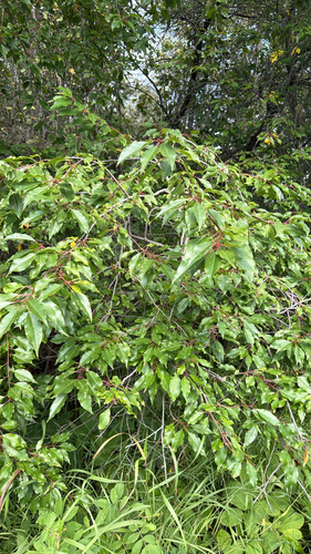 fire cherry