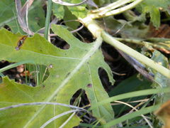 Jatropha schlechteri