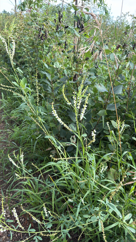 White Sweetclover