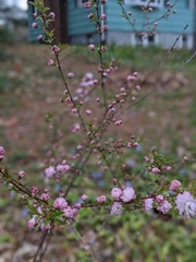 Prunus glandulosa