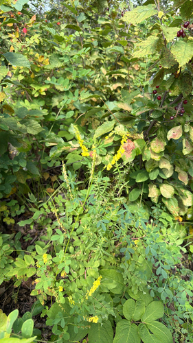 Yellow Sweetclover
