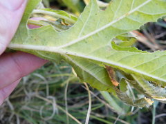 Jatropha schlechteri