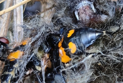 Lesser Vespillo Burying Beetle, Lisse, Nederland, photo 10 of 10