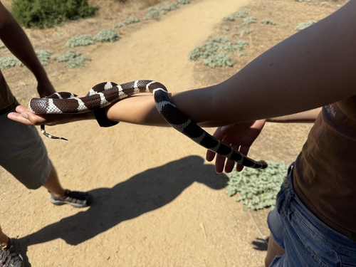 iNaturalist observation photo of California King Snake