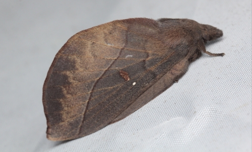Eteinopla signata