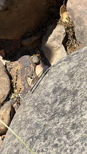 iNaturalist observation photo of Sooty Dancer