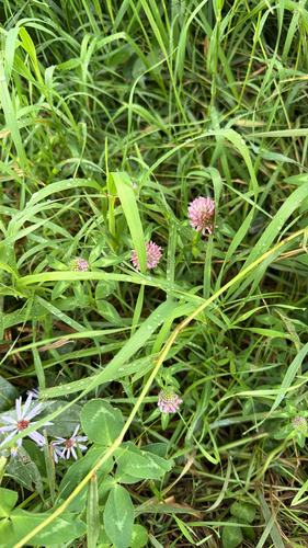 Red Clover