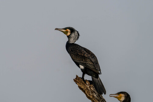 Great Cormorant