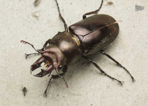 Prismognathus siniaevi