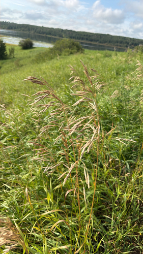 Smooth Brome