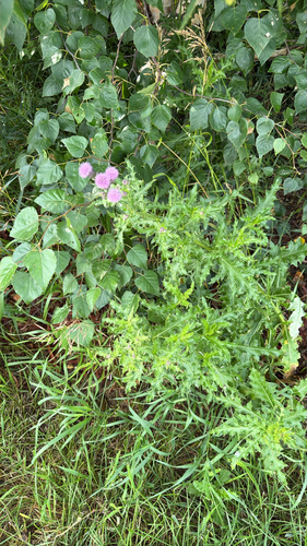 creeping thistle