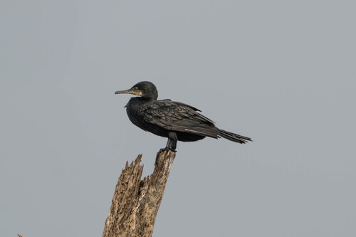 Indian Cormorant