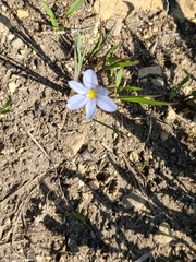 Sisyrinchium albidum