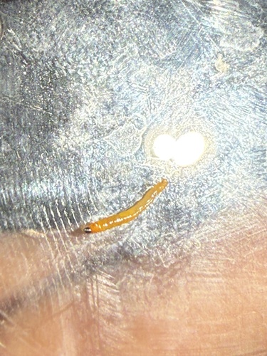 iNaturalist observation photo of Non-biting Midges