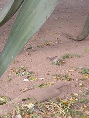 Thryomanes bewickii