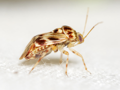 Tropidosteptes quercicola