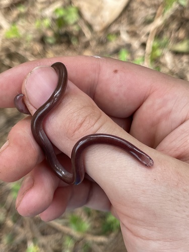 Ramphotyphlops depressus observed 2026-07-14