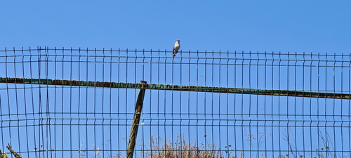 Red-backed Shrike