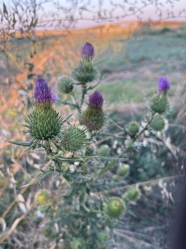 Bull Thistle