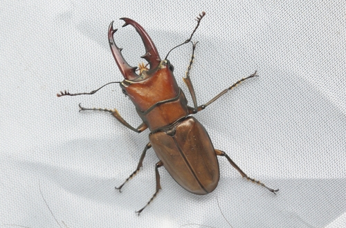 Cyclommatus strigiceps vitalisi
