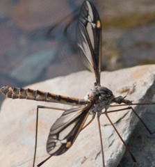 Tipula noveboracensis