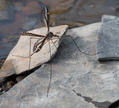 Tipula noveboracensis
