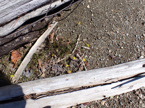 Ranunculus reptans, photograph 6