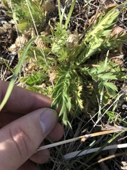 Geum triflorum