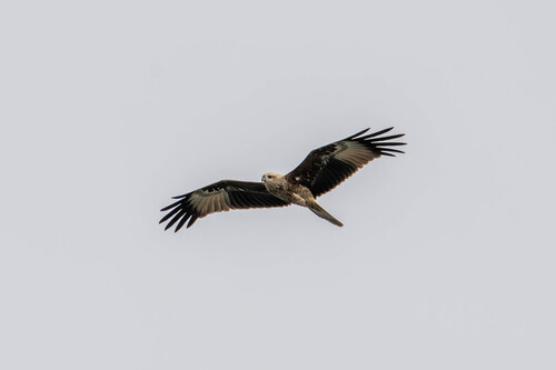 Brahminy Kite (Indian)