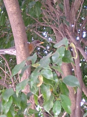 Turdus rufopalliatus