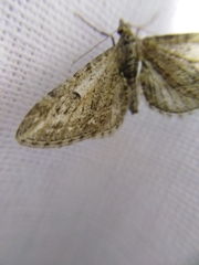 Eupithecia innotata