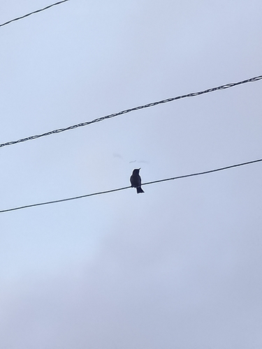 Common Bulbul