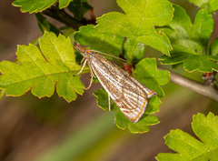 Thisanotia chrysonuchella
