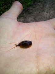 Lepidurus apus
