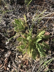 Geum triflorum