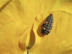 Coccinella septempunctata