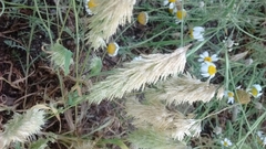 Lamarckia aurea