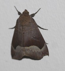 Bastilla hamatilis