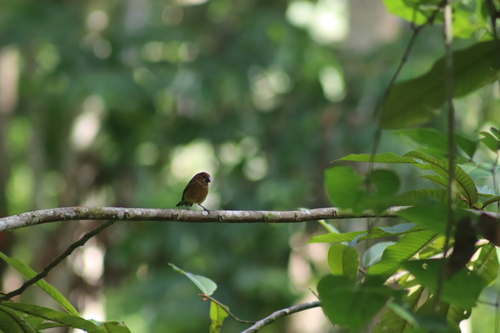 Thick-billed Seed Finch (Sporophila funerea), photo 9