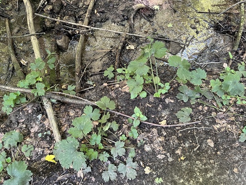 Ranunculus lanuginosus, photograph 5