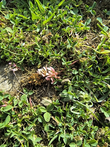 Trifolium thalii, photograph 2
