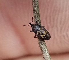 Glyptobaris lecontei