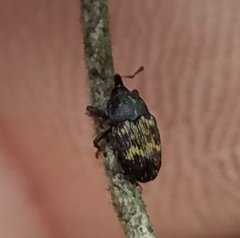 Glyptobaris lecontei
