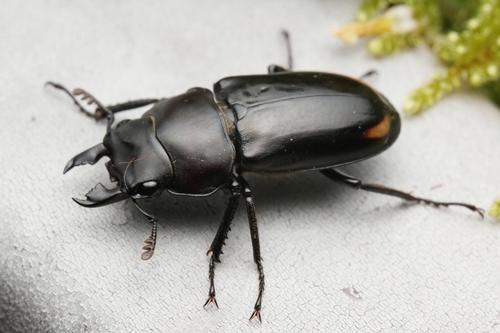Falcicornis bisignatus