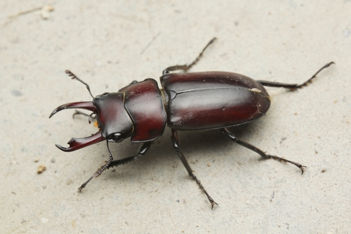Falcicornis moellenkampi